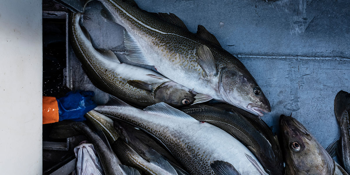 Stockfisch from Norway – Northern Fish Codfish