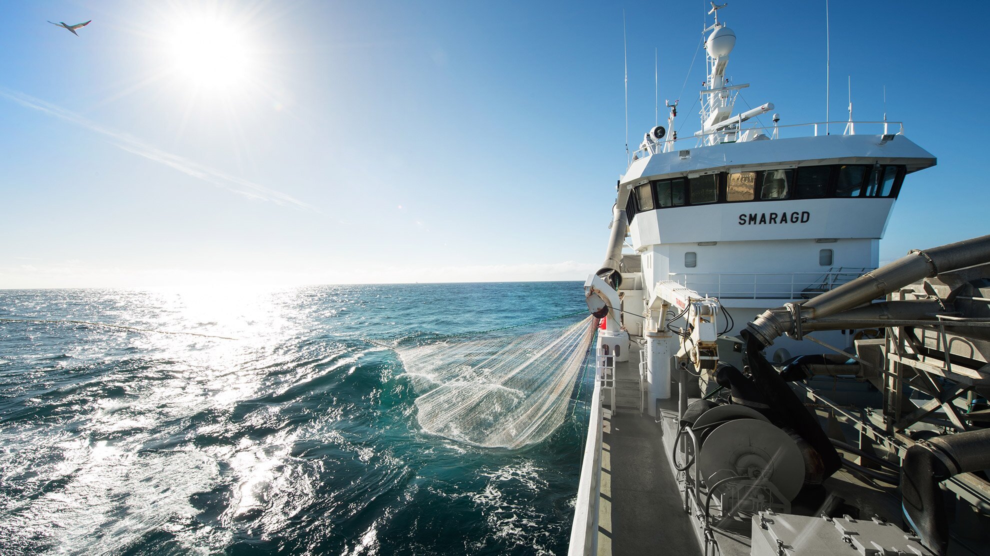 Why Norwegian mackerel is a good choice for you and the environment